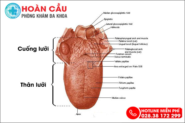 Cảnh báo: Cuống lưỡi có mùi hôi là dấu hiệu nhiều bệnh nguy hiểm